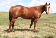 2007 chestnut filly - Honest Command x Zippos Tom Dooley