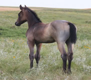 2012 Gray filly - Badgers Blue Bandit x Honey Be Freckles