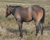 2020 Gray filly - Badgers Blue Freckles x Freckles Jaxa Doc