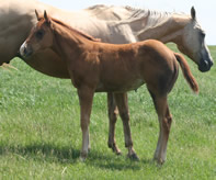 2015 chestnut filly - Just a Major Sweety x Zippos Tom Dooley