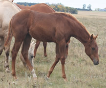 2016 chestnut filly - Just a Major Sweety x Zippos Tom Dooley