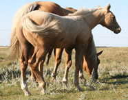 2008 palomino stud colt - Lopez Yellow Spark x Zippos Tom Dooley