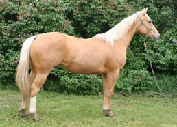 2014 palomino gelding - RWS Young Sunshine x Zippos Tom Dooley