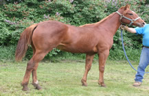 2015 chestnut filly - Gamblers Lil Angel x Zippos Tom Dooley