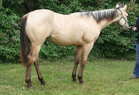 2015 buckskin gelding - Docs Yellow Spark x Zippos Tom Dooley