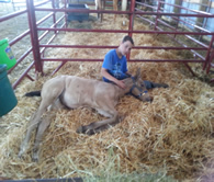 2016 filly with Wesley