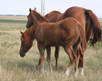2017 Chestnut stud colt - RWS Zan Par Sonora x Zippos Tom Dooley