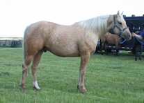 2005 gelding - Beaus Blonde Lady x Zippos Tom Dooley