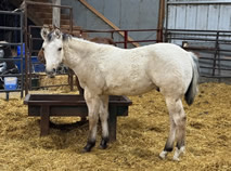 2024 dunkin colt - Tiffanys Last x BZ Burnin for Larame