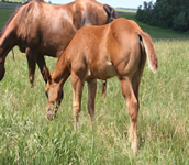 2009 stud colt - Zippos Tom Dooley x Honest Command