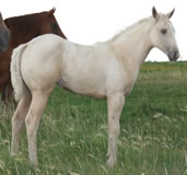 2010 palomino filly - Freckles Jaxa Doc x Honest Command