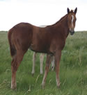 2010 sorrel stud colt - Freckles Jaxa Doc x Jaxas Little Command