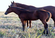 2018  bay filly - Tiffanys Last x Freckles Jaxa Doc