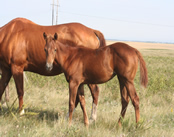 2017 Chestnut filly - Tiffanys Last x Freckles Jaxa Doc