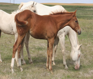 2021 Chestnut filly - Tiffanys Last x Zippos Tom Dooley