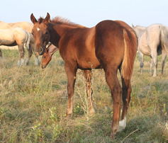 2023 Chestnut filly - Tiffanys Last x HA Zanna Light