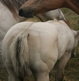 2024 Dunskin colt - Tiffanys Last x BZ Burnin for Larame