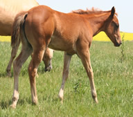 2015 chestnut filly - Gamblers lil Angel x Zippos Tom Dooley