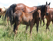 2009 bay filly - Zippos Tom Dooley x Gamblers Lil Angel