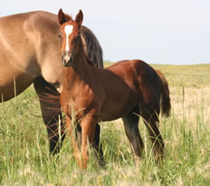 2014 chestnut filly - Dooleys Bella x Freckles Jaxa Doc