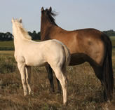 2020 Perlino filly - Dooleys Bella x Freckles Jaxa Doc