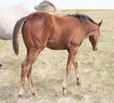 2021 Bay stud colt - Dooleys Bella x Freckles Jaxa Doc