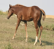 2022 Chestnut Stud - Dooleys Bella x HA Zanna Light