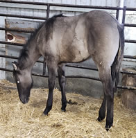 2024 Grulla stud colt - Dooleys Bella x BZ Burnin for Larame