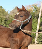 2012 chestnut stud colt - Beaus Blonde Lady x Zippos Tom Dooley 