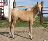 08 palomino 1/2 Welsh stud colt - Gamblinontheprairie x Oz Little Britches