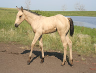 2014 buckskin filly - Buttermilk x Zippos Tom Dooley