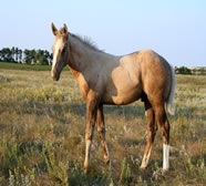 2018 palomino stud colt - Docs Yellow Spark x Zippos Tom Dooley