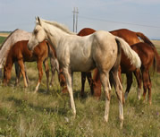 2017 Palomino filly - Docs Yellow Spark x Zippos Tom Dooley