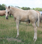 2009 palomino stud colt x Docs Yellow Spark x Zippos Tom Dooley