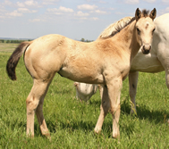2013 buckskin filly - Zippos Tom Dooley x Docs Yellow Spark