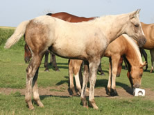 2014 palomio filly - Docs Yellow Spark x Zippos Tom Dooley