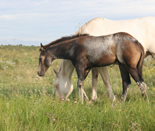 2019 buckskin filly - Docs Yellow Spark x Zippos Tom Dooley 