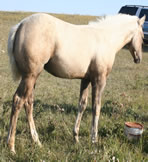 2020 Palomino stud colt - Docs Yellow Spark x Zippos Tom Dooley