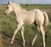 2021 Palomino filly - Docs Yellow Spark x Zippos Tom Dooley
