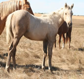 2012 palomino filly - Docs Yellow Spark x Zippos Tom Dooley