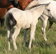 2015 buckskin stud colt - Zippos Tom Dooley x Docs Yellow Spark