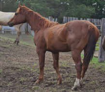 2012 chestnut gelding - Zippos Tom Dooley x Beaus Blonde Lady