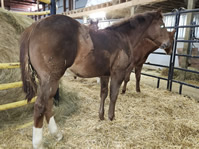 2024 colt - Dooleys Shimmer Gal x HA Zanna Light