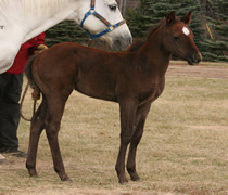 2012 gray stud colt Boston Chickasaw x Badgers Blue Bandit