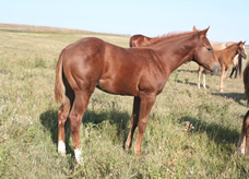 2020 Chestnut colt - RWC Miss Golden Cody x Zippos Tom Dooley