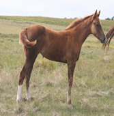 2021 Chestnut filly - RWS Miss Golden Cody x Zippos Tom Dooley
