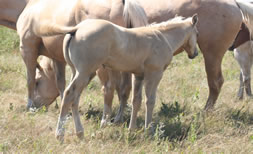 2023 palomino stud colt - RWS Miss Golden Cody x HA Zanna Light