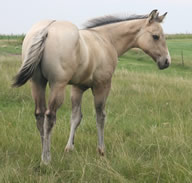 2025 RWS Mis Golden Cody x BZ Burnin for Larame