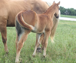 2010 chestnut filly - Zippos Tom Dooley x Lopez Yellow Spark