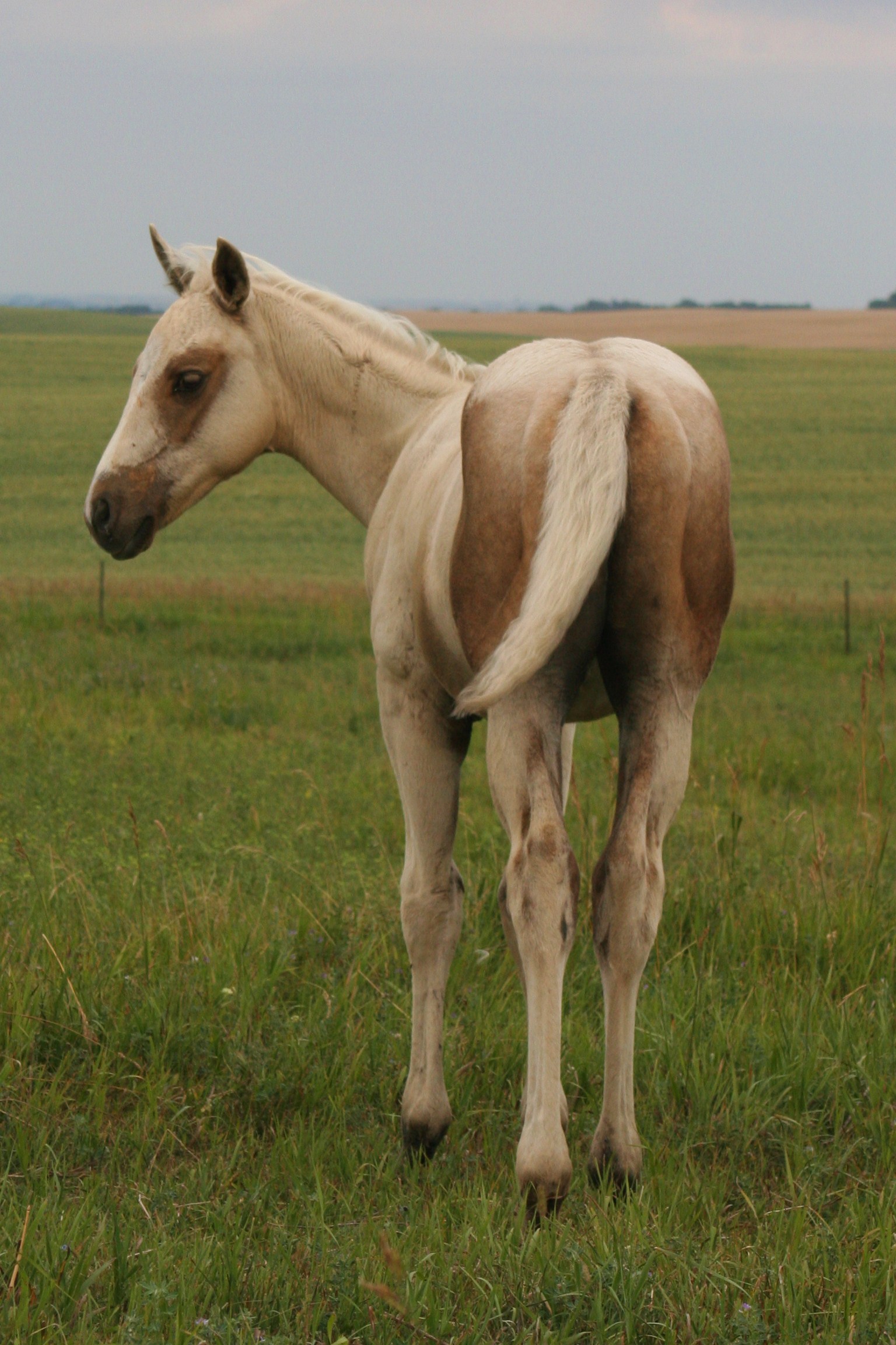 2012 palomino stud colt - Lopez Yellow Spark x Zippos Tom Dooley